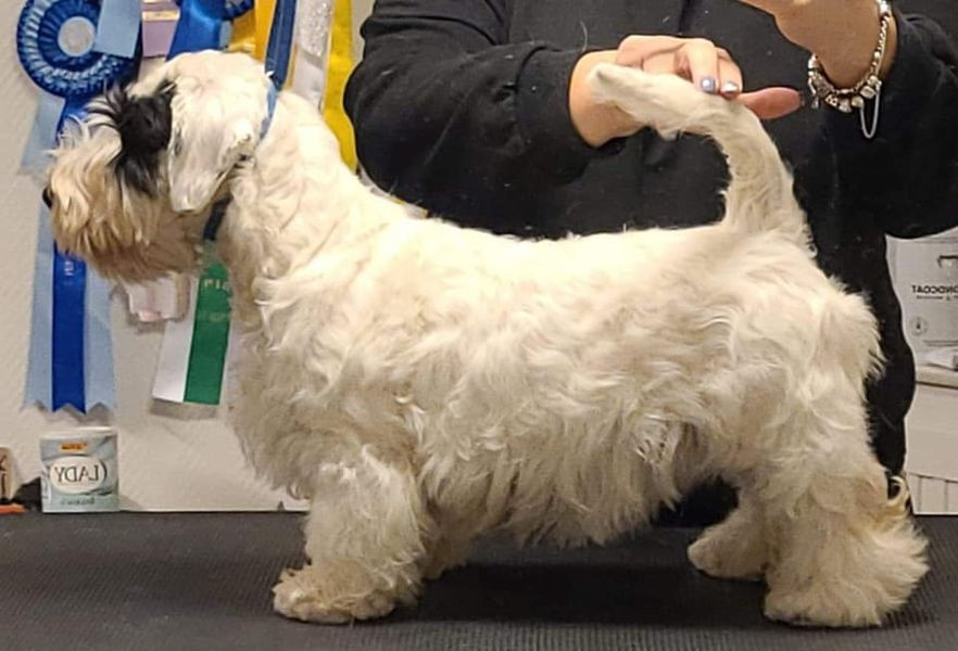 Sealyham Terrier
