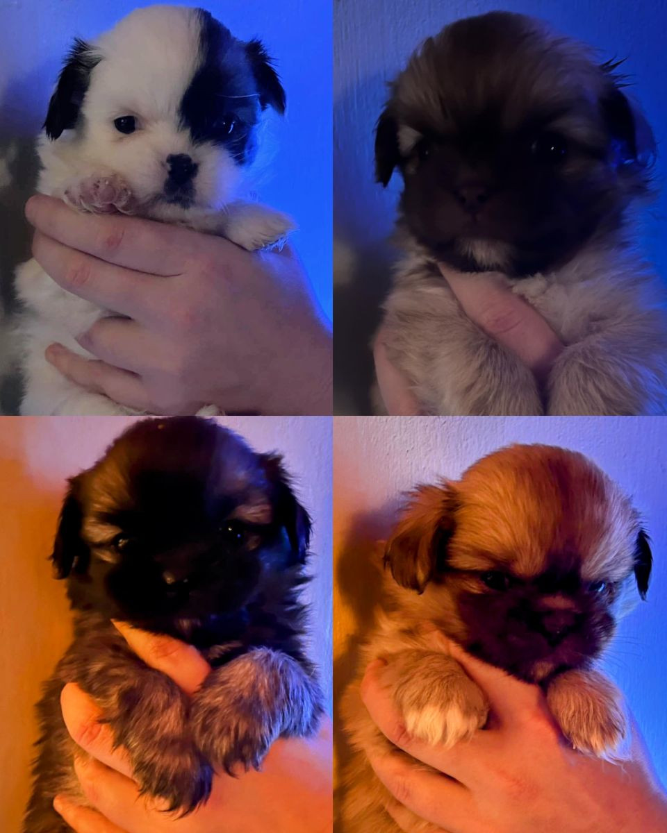 Tibetansk spaniel