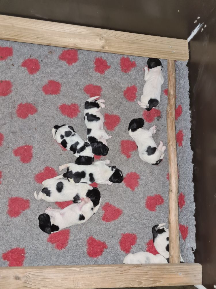 molfangers