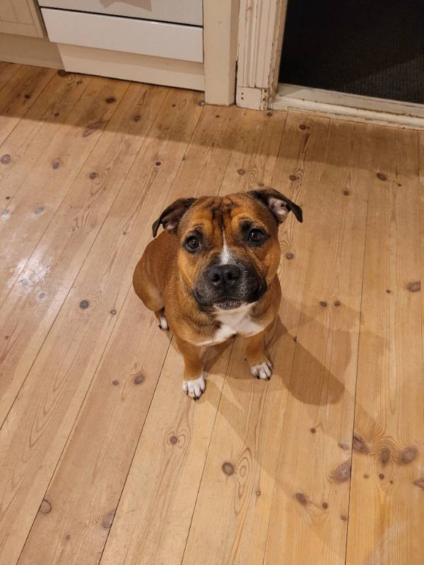 Staffordshire Bull Terrier