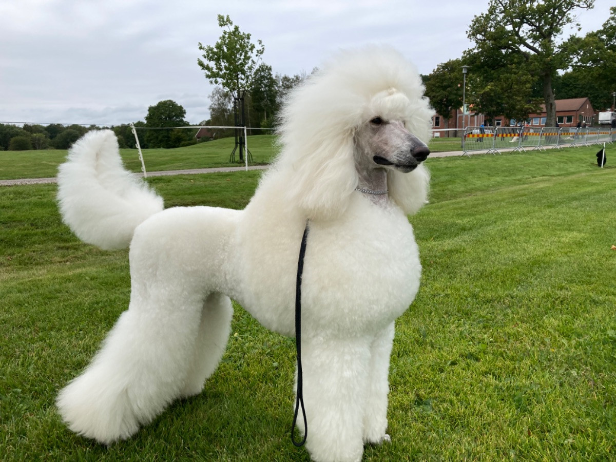 AA