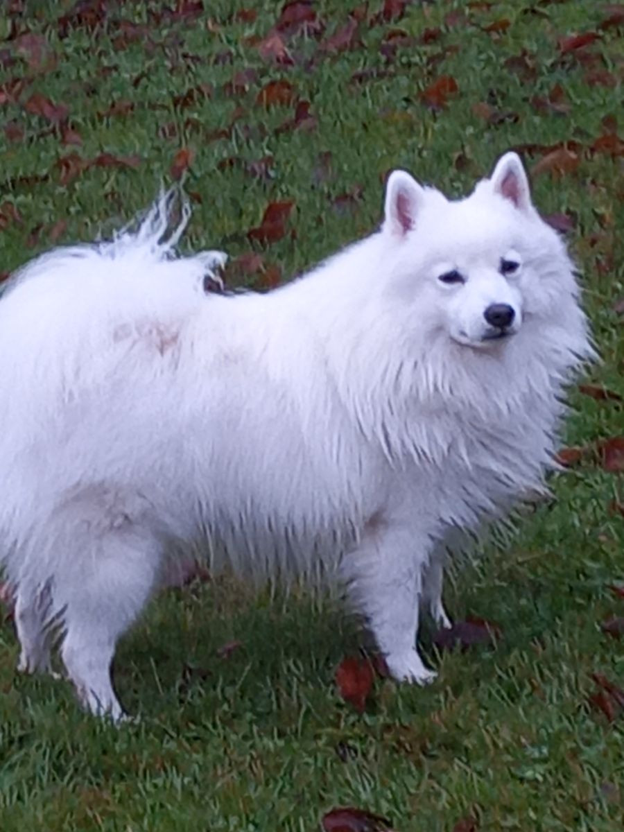 Japanese Spitz
