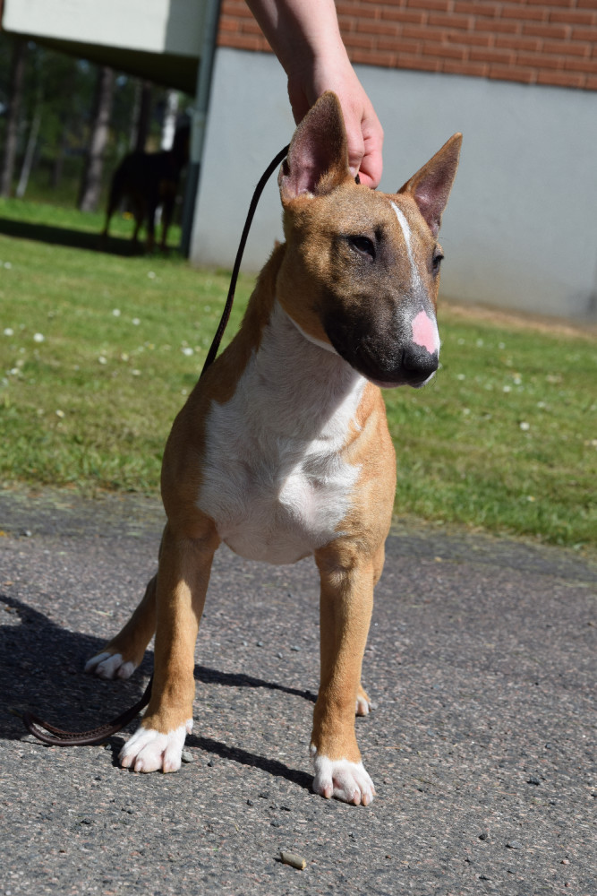 Miniature Bull Terrier