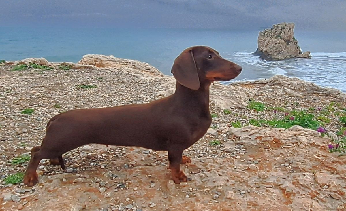 SE30919/2023 Your Choice Hasta La Pasta