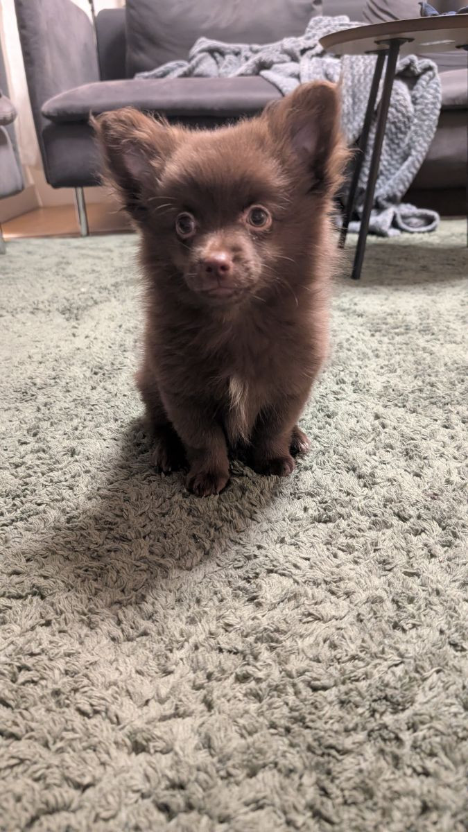 Chihuahua, pomeranian och tysk spets · 2025-10-07 · Ljungbyhed · Carolin A.