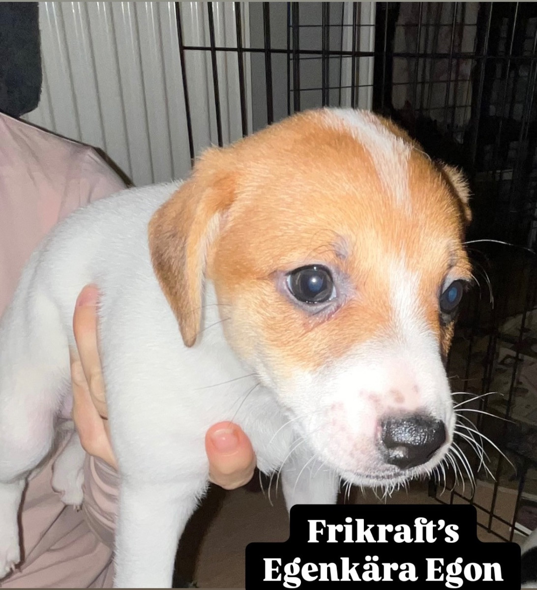 Frikraft’s kennel