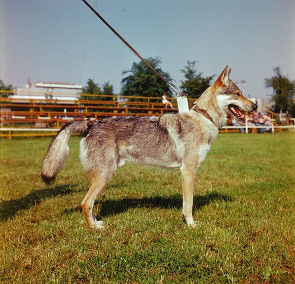 Czechoslovakian Wolfdog