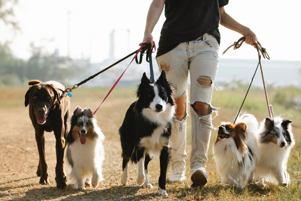 How to Get Your Dog to Walk Better on a Leash