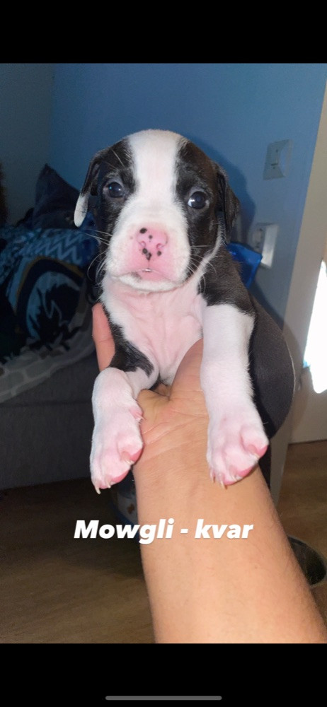 Patrick Nielsen Amstaff