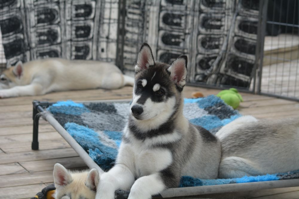 Siberian Husky