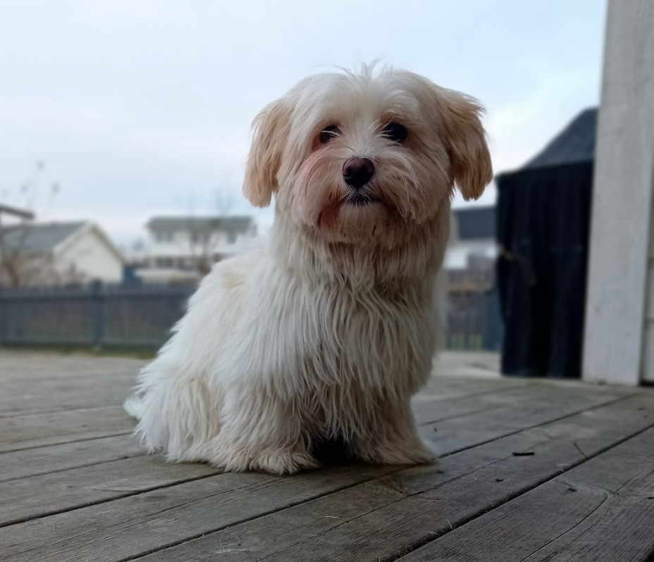 Havanese