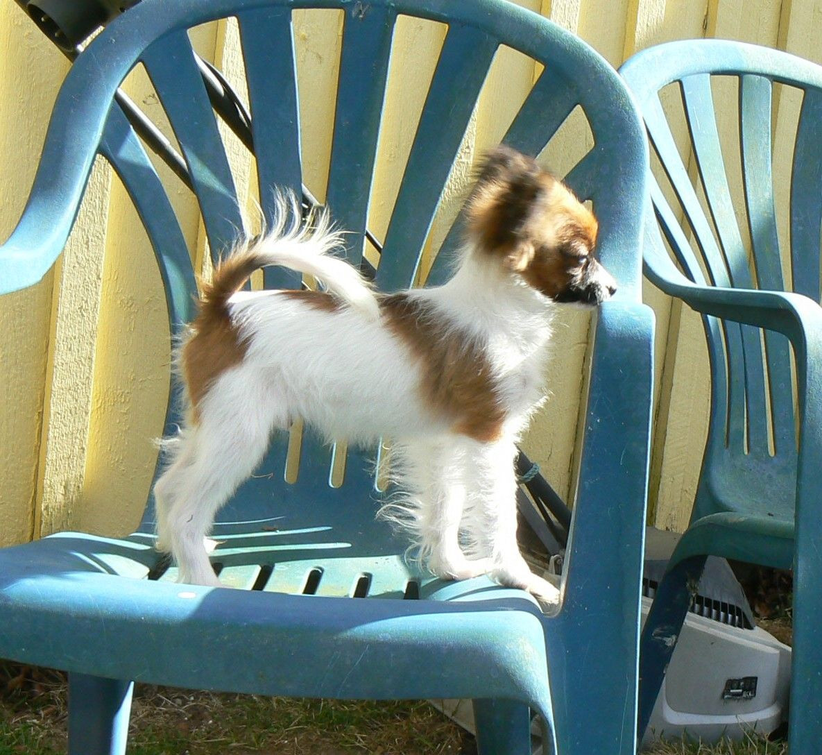 Itzybitzy's kennel