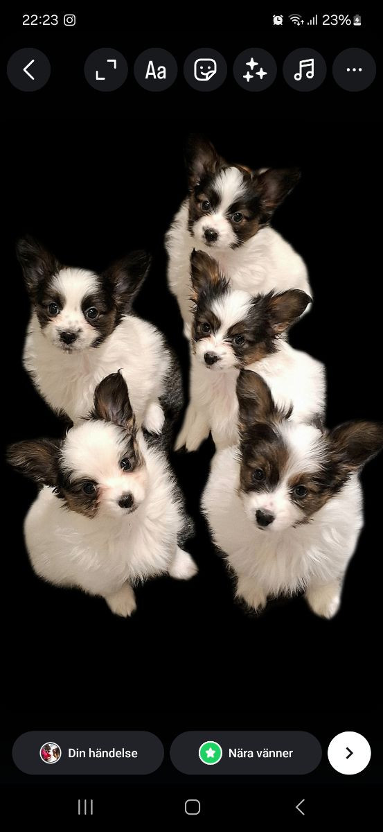 Elitbreed's