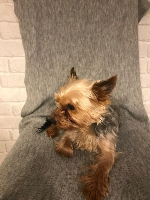 Yorkshire Terrier
