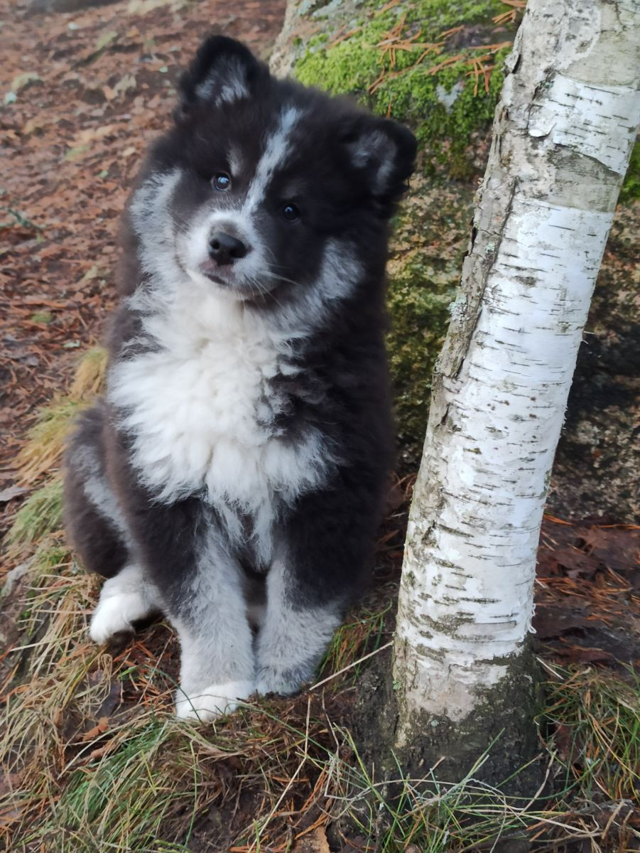 Finnish Lapphund