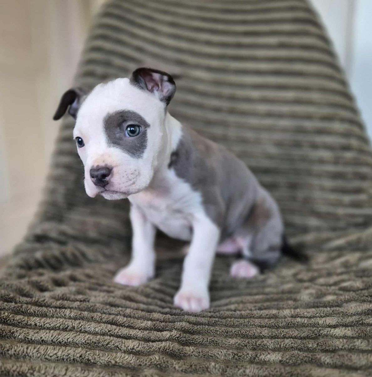 American Staffordshire Terrier