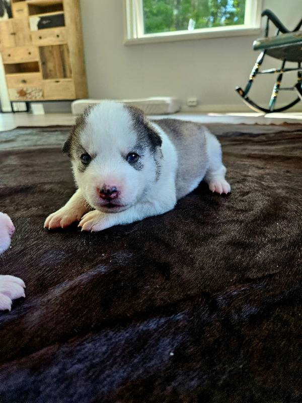 Siberian Husky