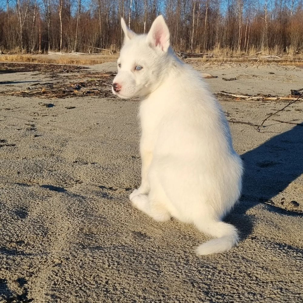 Siberian husky