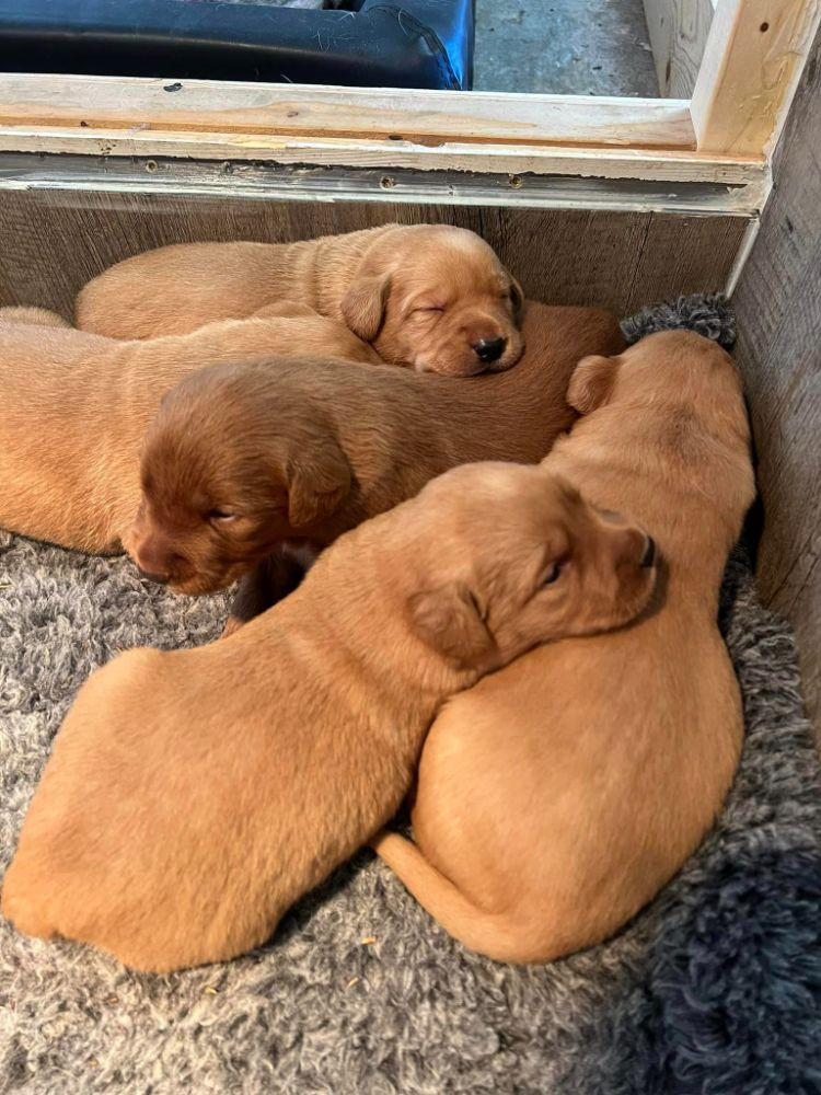 Isadoras Pudel och Cockerpoo