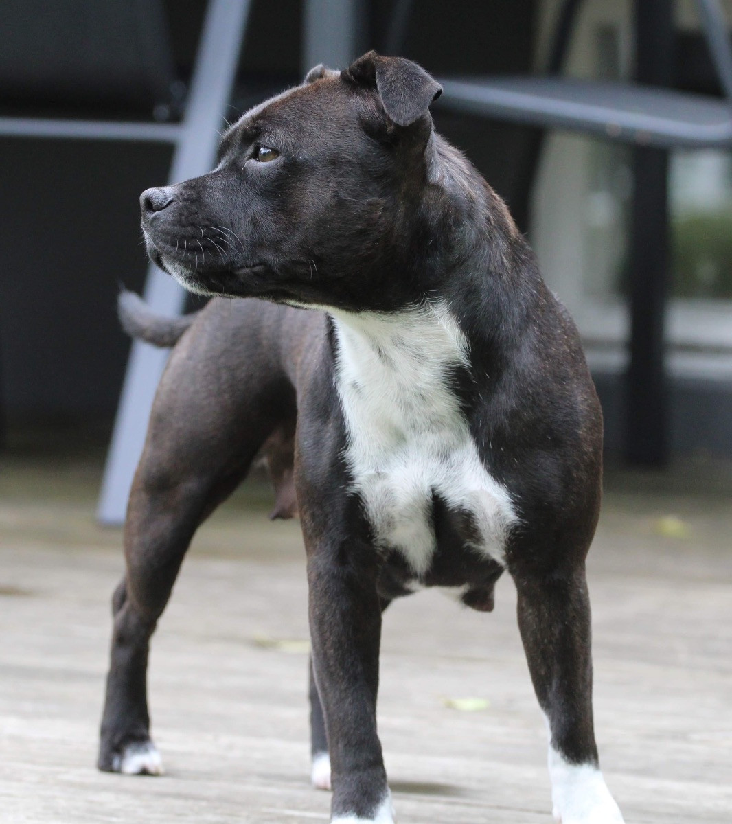 Tattmans kennel