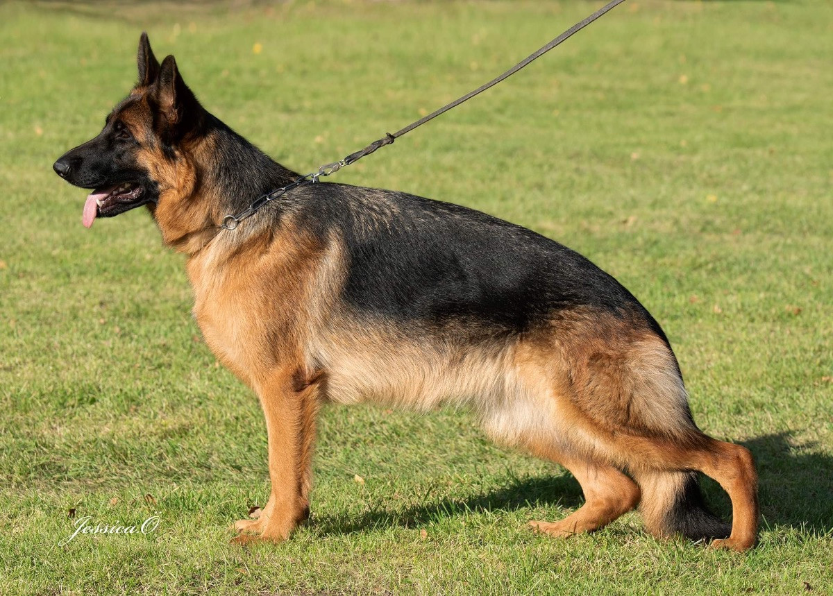 Kennel Säterjäntan