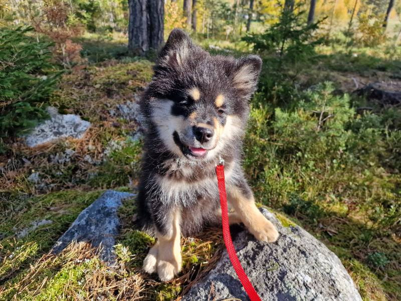 Siiri Peltonen
