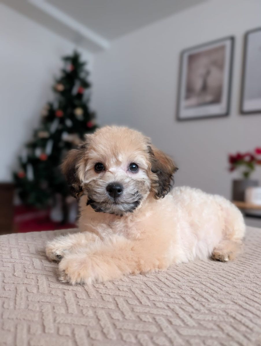 Havapoo · 2025-10-28 · Ösmo · My B.