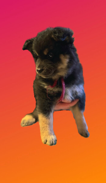 Finnish Lapphund