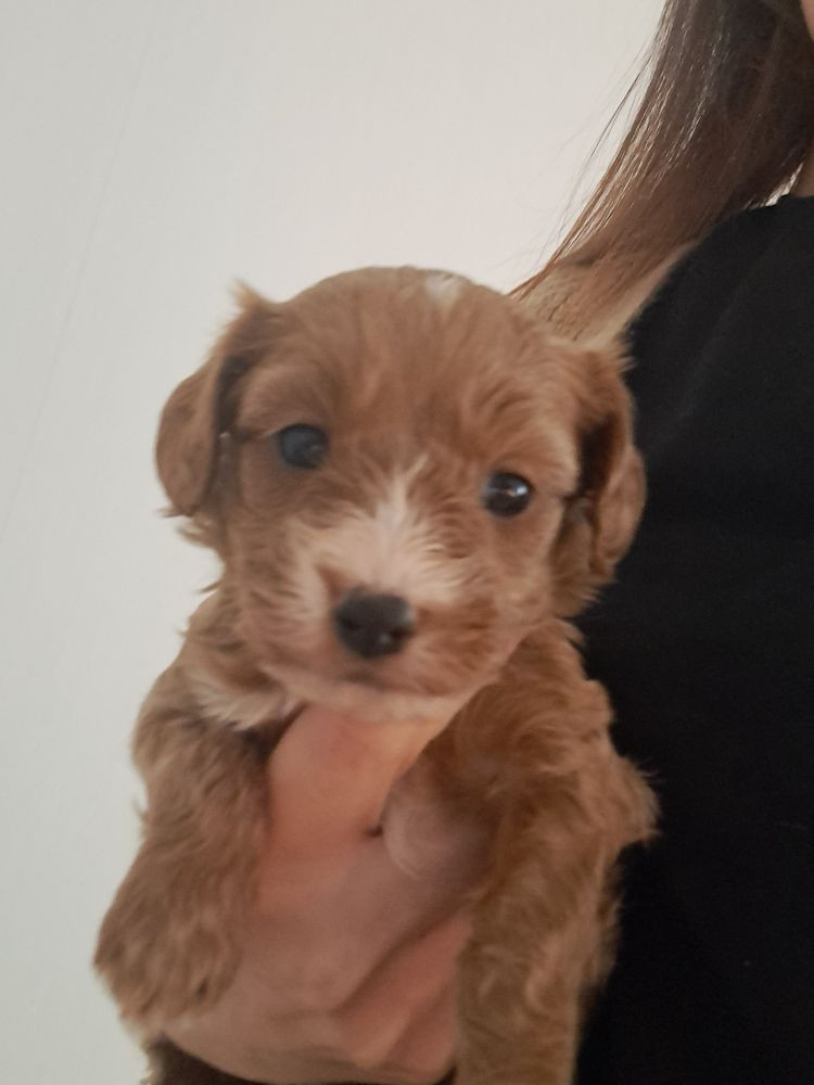 Maltipoo