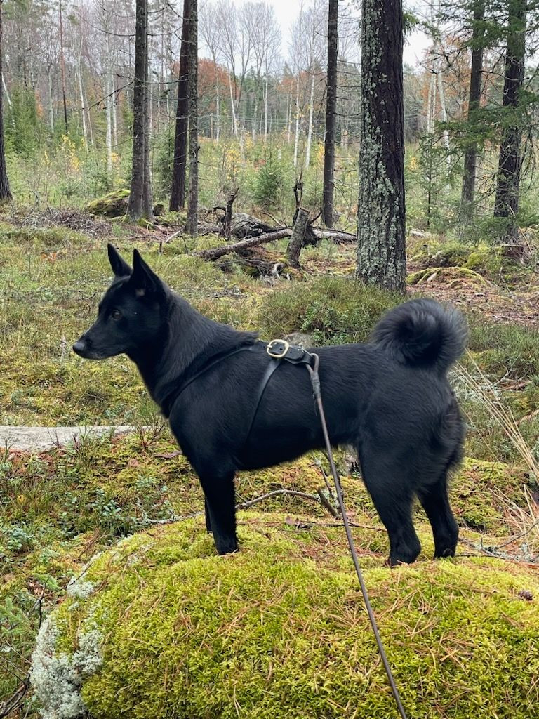 Svartspetsen