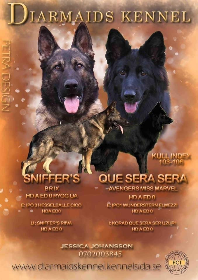 Schæferhund