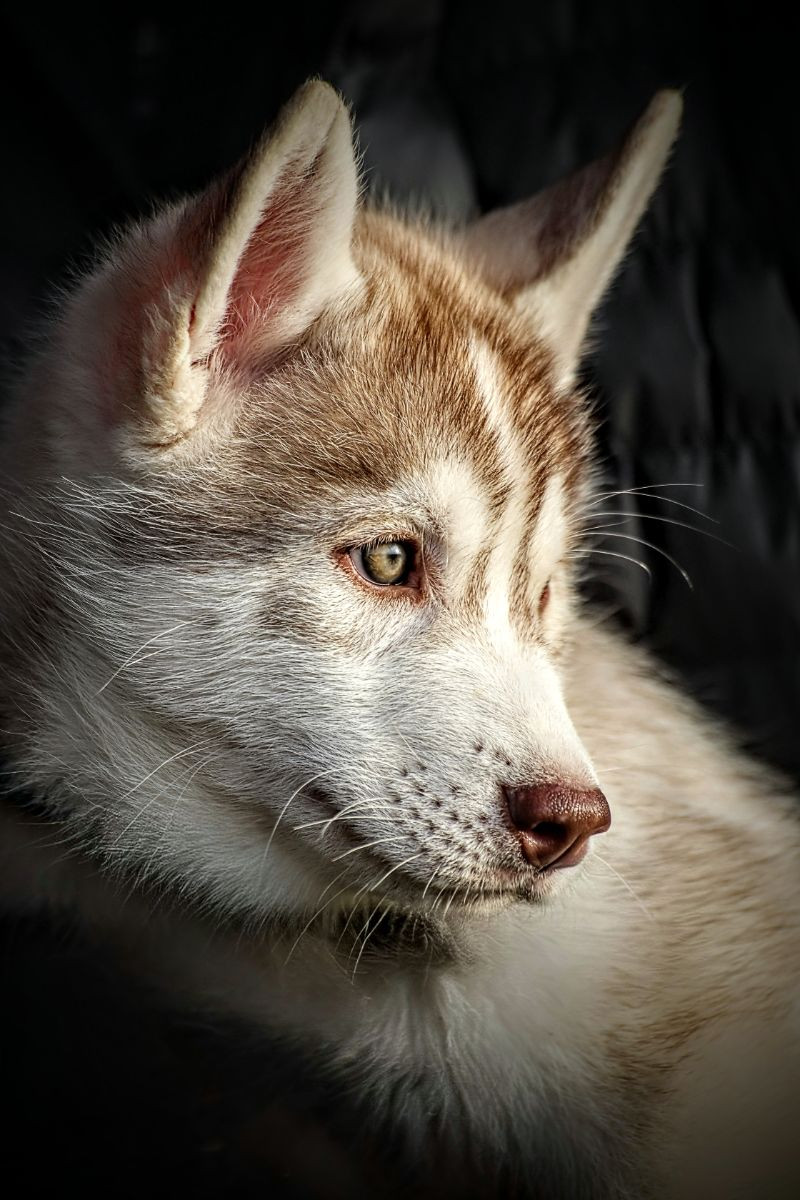 Siberian Husky · 2025-10-19 · Malmö · Sara M.