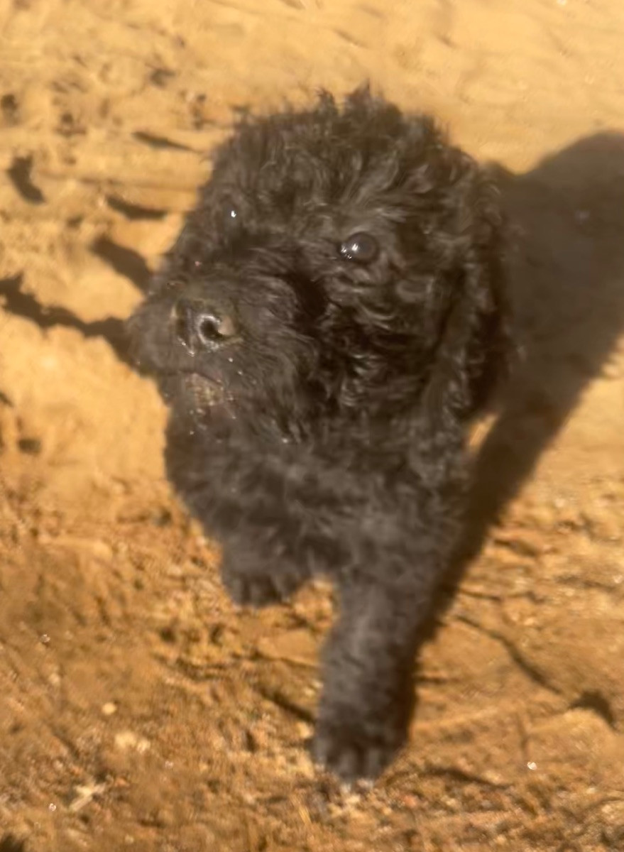 Fluffssons