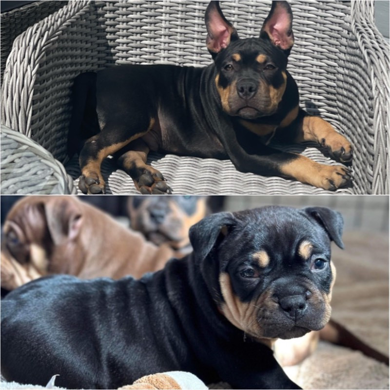 Los Dinegro's kennel
