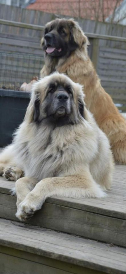Leonberger