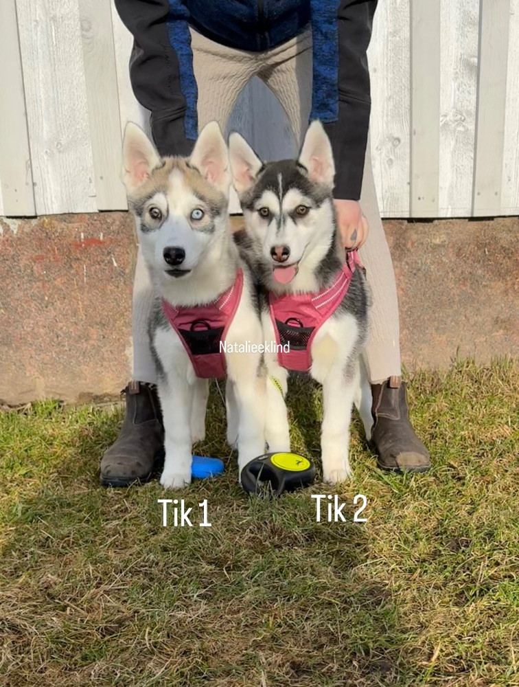 Vargarflockens