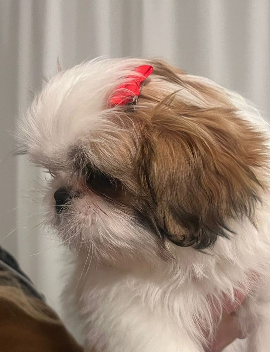 Shih tzu · 2025-10-02 · Vårby · Beata C.
