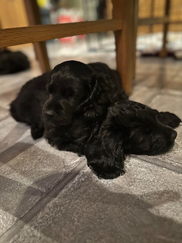 Babsan hund och kattklipp , babsans cockerpoo