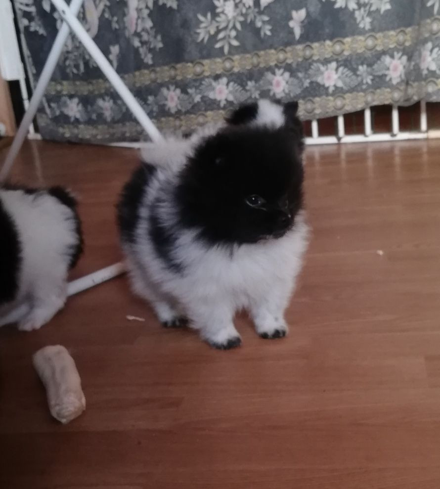 German Spitz – Kleinspitz