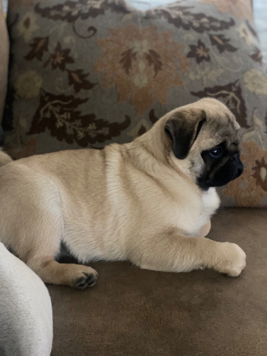Pug