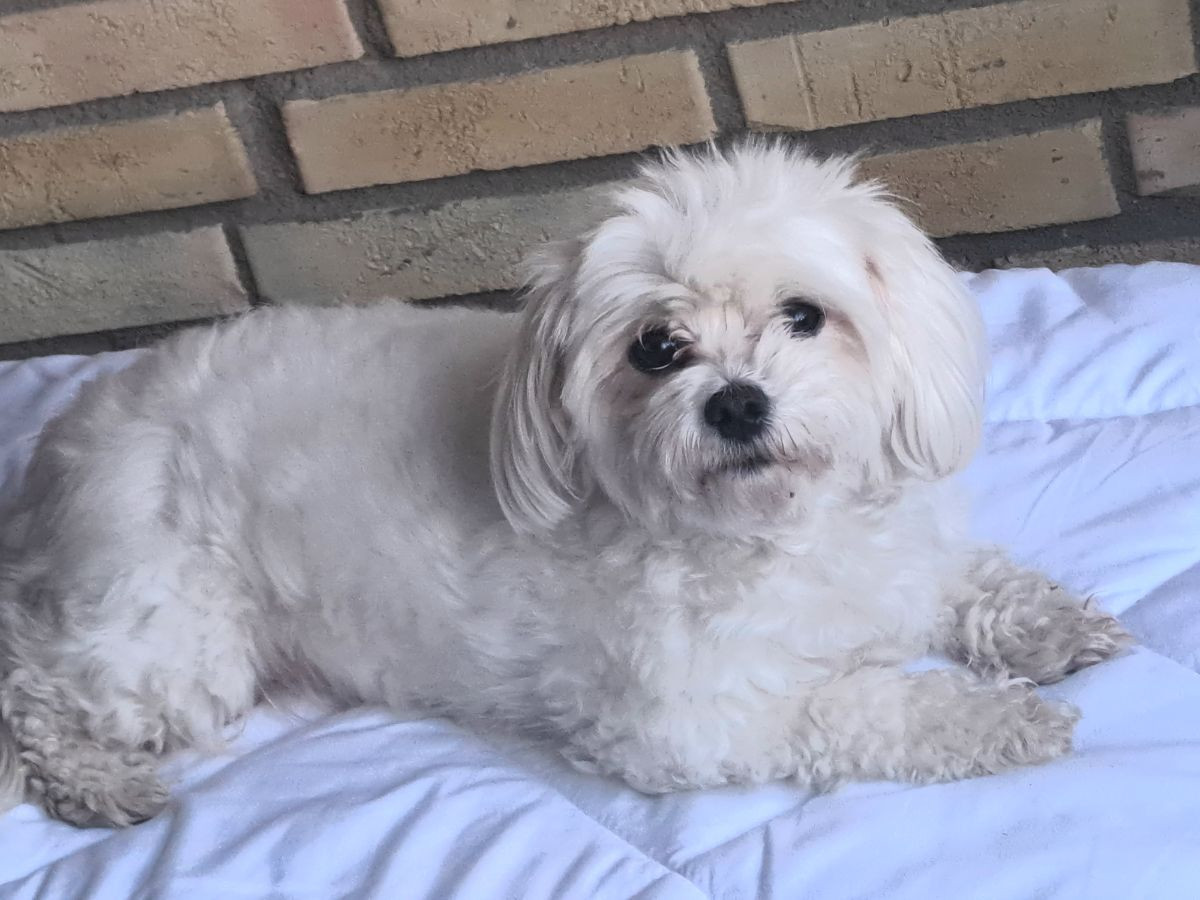 Maltipoo