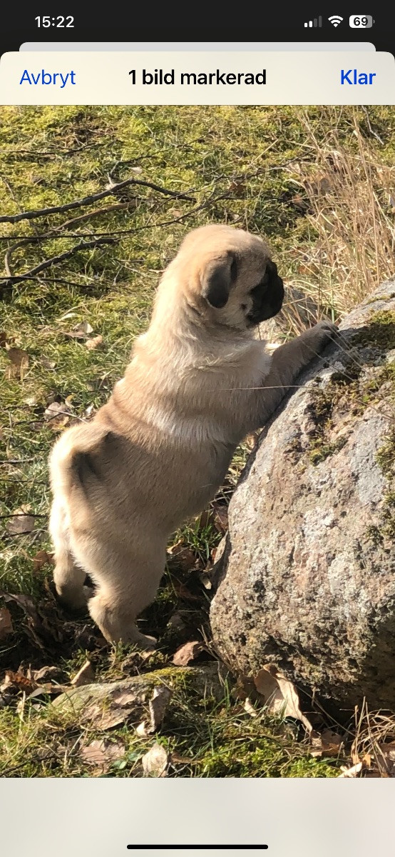 Lillskogsvändans