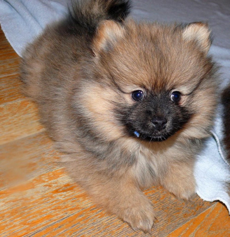 German Spitz – Kleinspitz