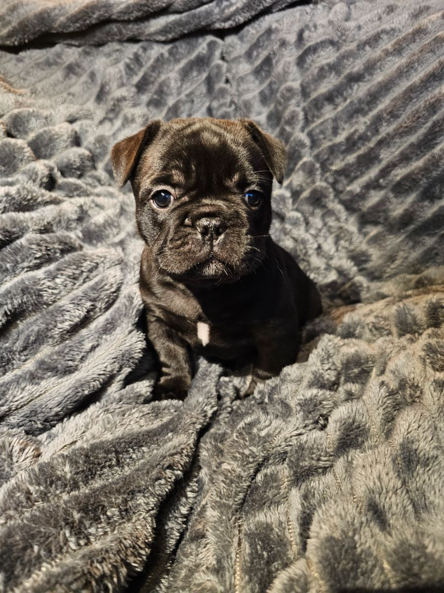 French Bulldog · 2025-10-21 · Laholm · Mindy I.