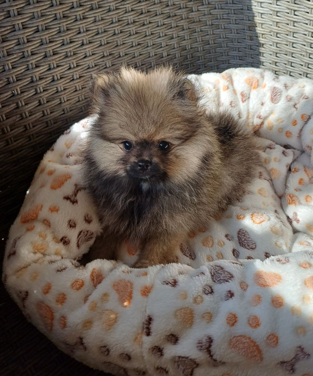 Pomeranian