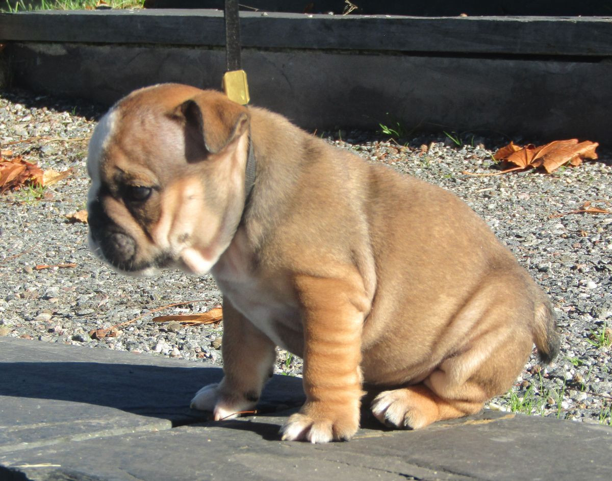 English Bulldog