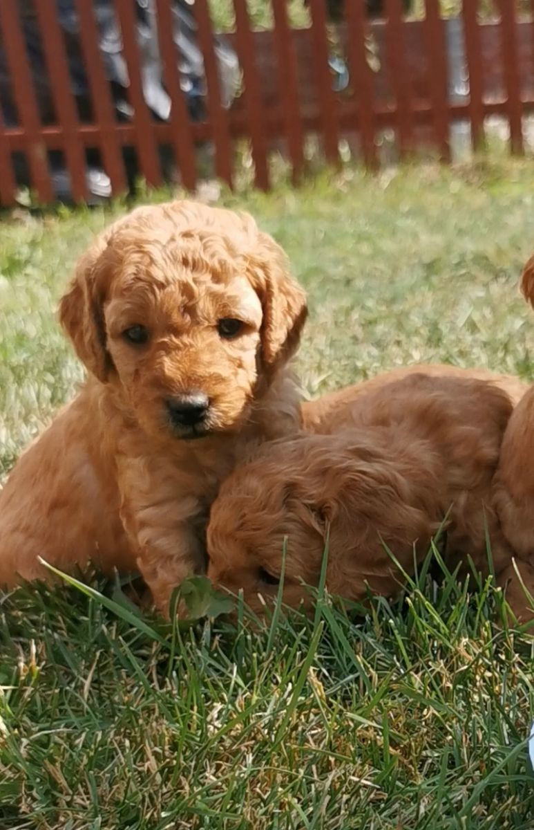Mini goldendoodle