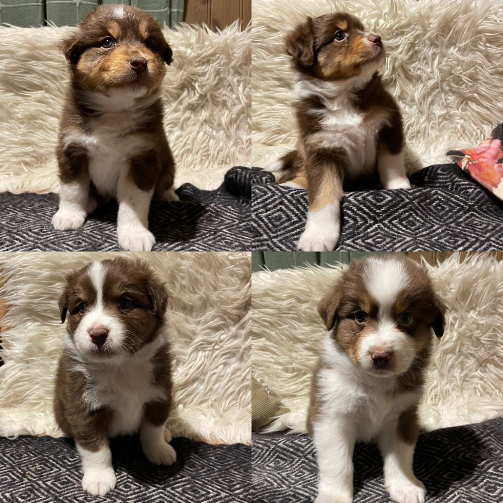Meldans Aussie