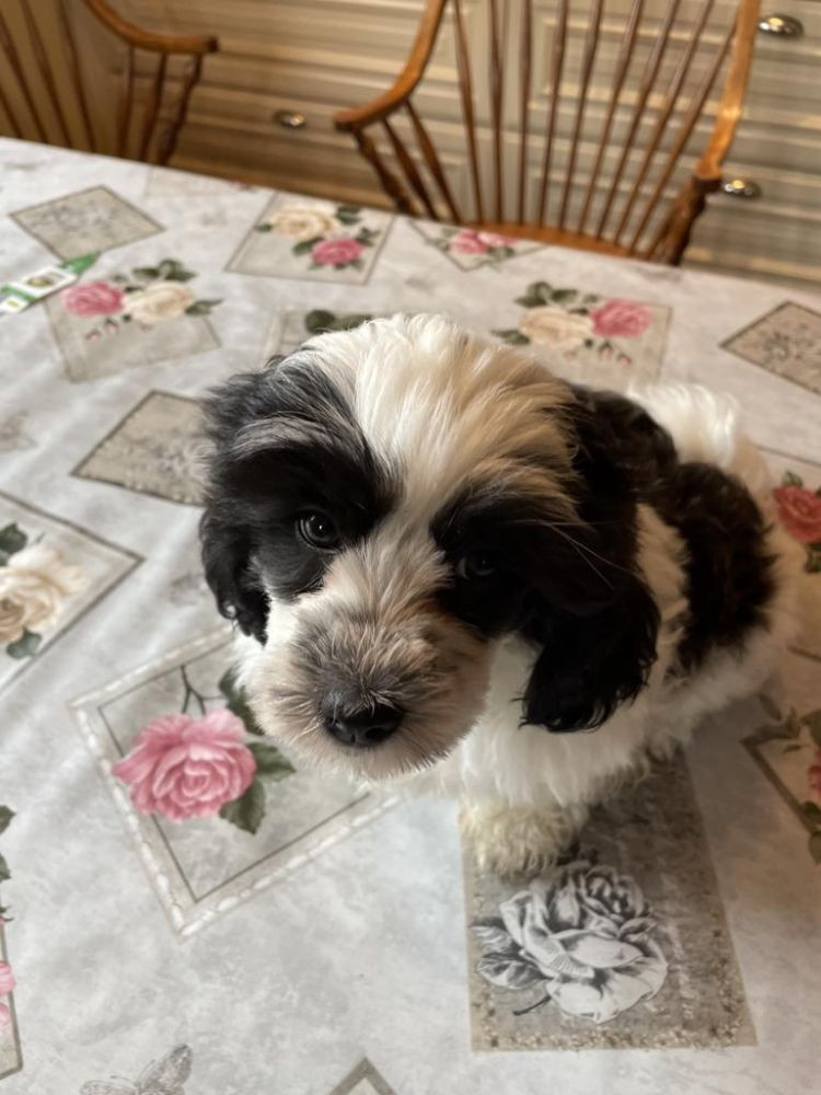 Shihtzu Pudel