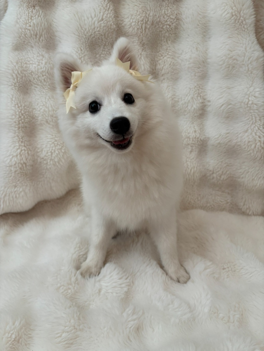 Japanese Spitz